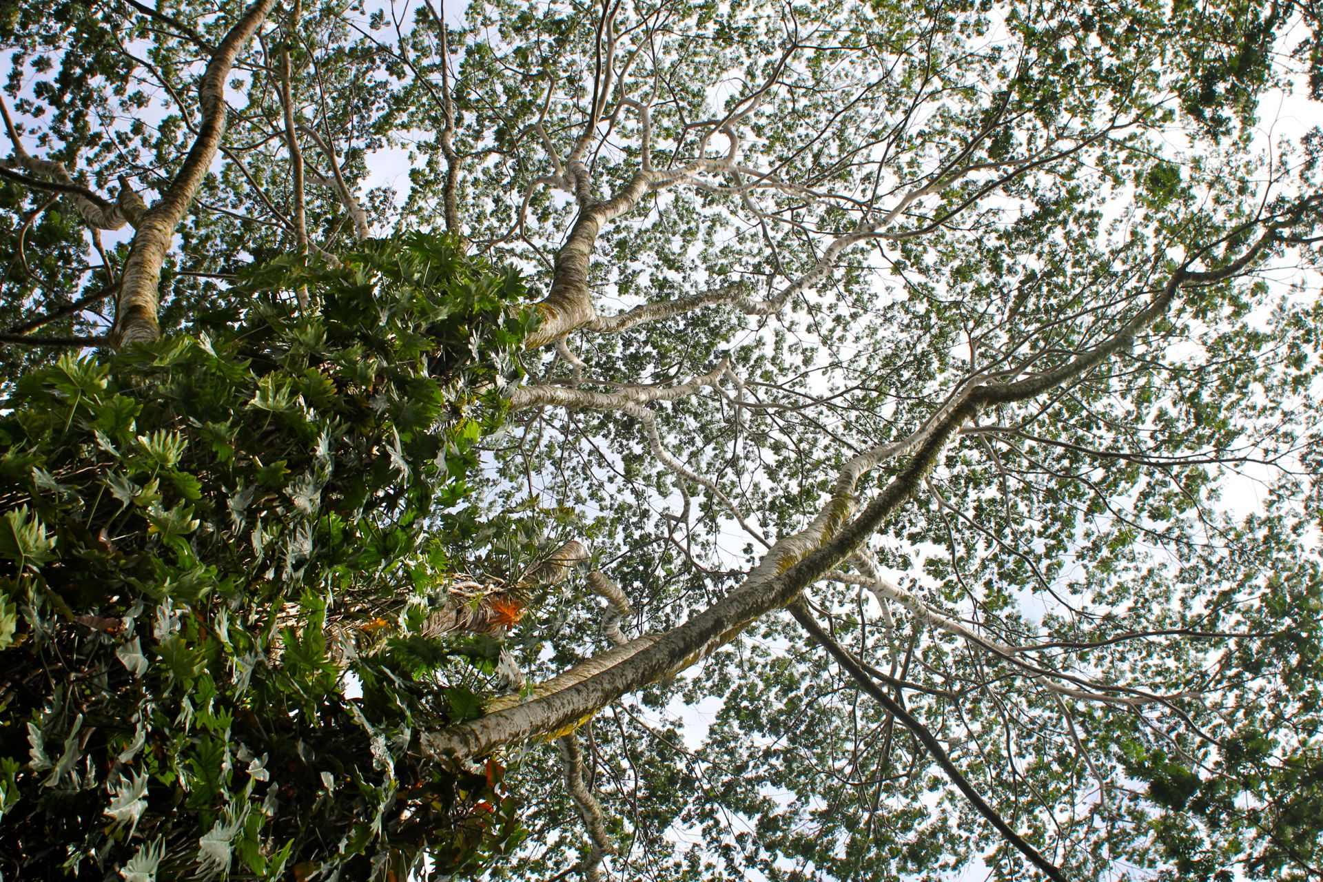 Lesley's Lovely Canopy Shot