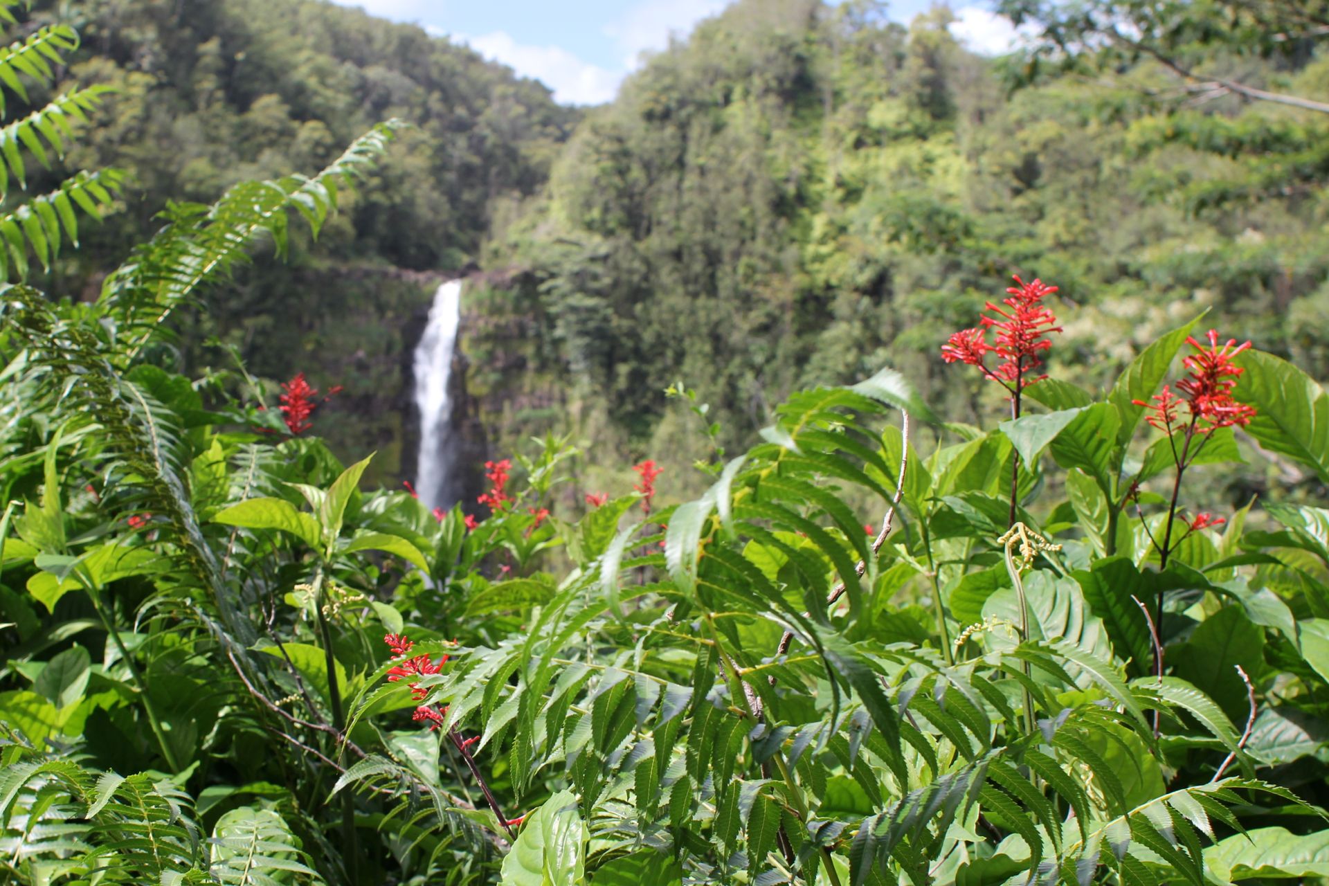 Welcome to the Jungle