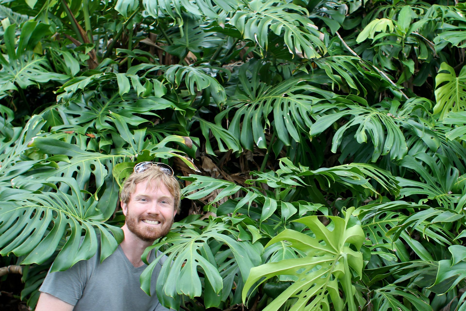 Jungle Brent